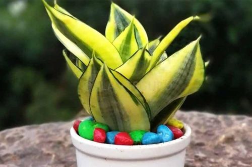 Người mệnh Thổ hợp trồng cây cảnh gì?