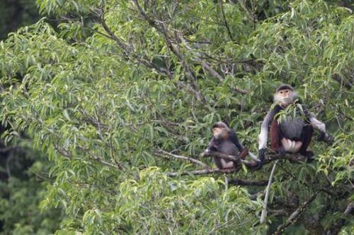 Loài linh trưởng nguy cấp trên phạm vi toàn cầu, được mệnh danh là 'hoa hậu' của họ nhà khỉ