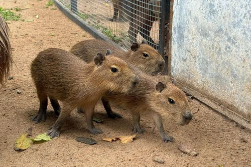 Xuất hiện 3 con capybara gây 'bão' mạng xã hội tại Thái Lan