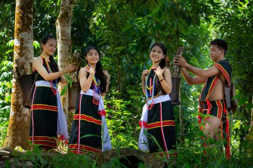 Mùa măng nứa Trà My- Quà tặng từ núi rừng