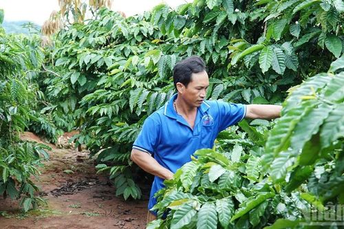 Từ nỗi lo trắng tay đến vườn cà-phê trĩu quả