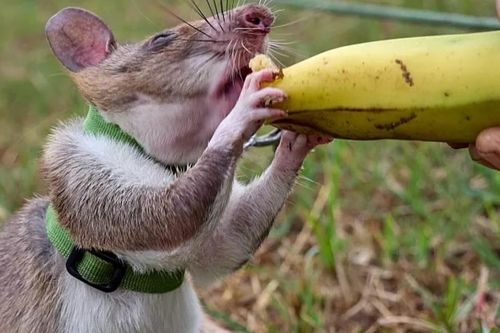 Huấn luyện chuột túi khổng lồ châu Phi đánh hơi mìn, phát hiện bệnh tật, tìm người dưới đống đổ nát