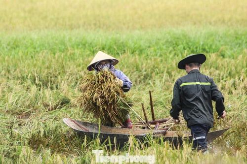 Lúa mọc mầm sau bão, nông dân Hà Tĩnh ngậm ngùi thu hoạch sớm