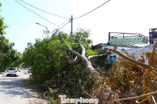 Hơn 10 ngày sau bão Kajiki, nhiều tuyến đường vẫn ngổn ngang cây đổ