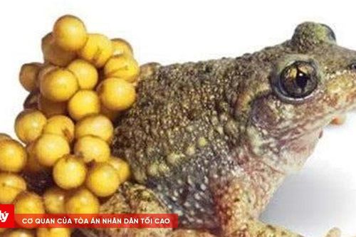 Gia Lai: 9 em nhỏ nhập viện cấp cứu sau khi ăn thịt, trứng cóc