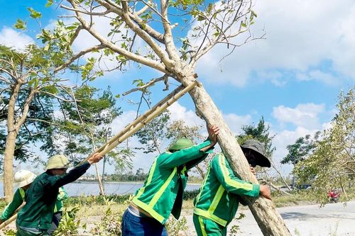 Tập trung phục hồi 'lá phổi xanh' vùng ven đô sau bão