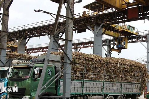 Năng suất đường Việt Nam tiếp tục dẫn đầu khu vực
