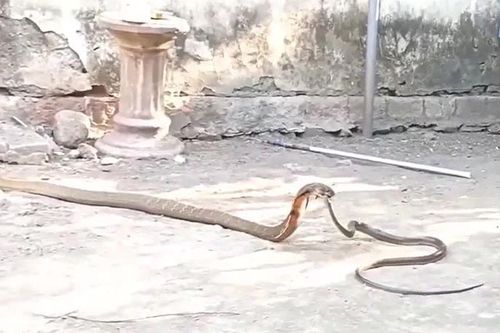 CLIP: Rắn ráo gan dạ đối đầu hổ mang chúa 'khủng'