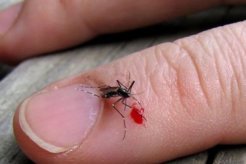 Vì sao bạn luôn là 'mồi ngon' của muỗi, còn người khác thì không?
