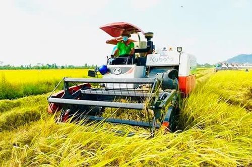 Ứng dụng AI vào giám định độ thuần, độ sạch giống lúa
