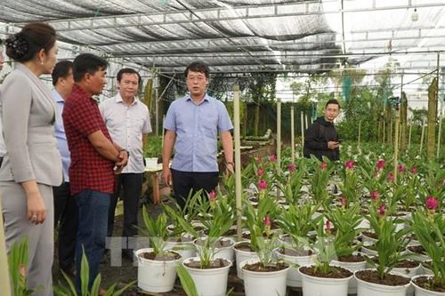 'Cú hích' cho làng hoa trăm tuổi Sa Đéc