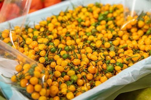 Loại quả bé tí đắt tiền nhất thế giới gần 1 tỷ/kg, ở Việt Nam đã trồng thành công