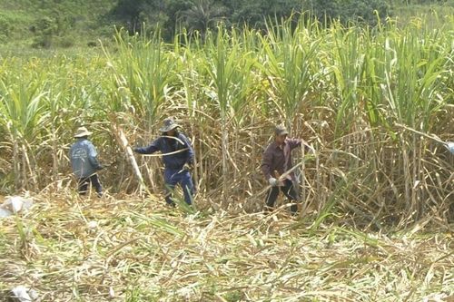 5 nhiệm vụ trọng tâm của ngành mía đường trong niên vụ mới