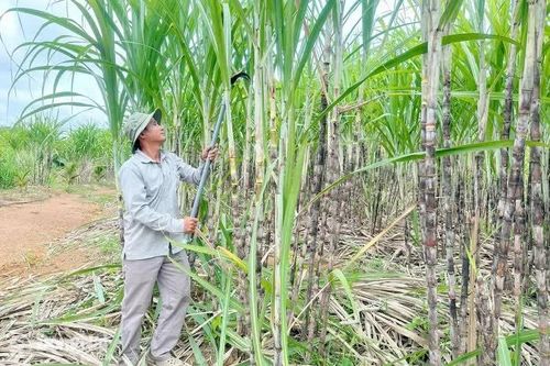 Trồng mía su phèn trên đất mỡ gà