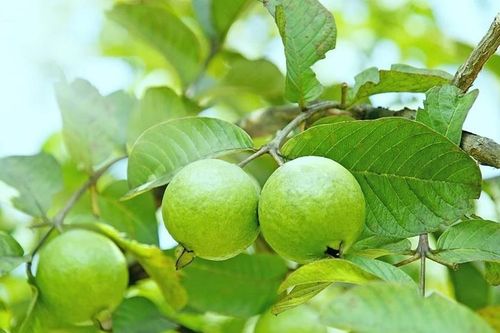Phân tử có trong cây ổi đem lại phương pháp đột phá chống ung thư gan