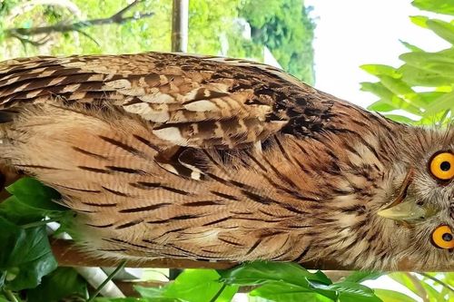 Ghi nhận 9 loài chim mới tại Khu Bảo tồn thiên nhiên Đakrông