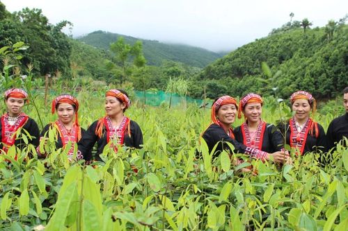 Xã Phúc Lợi phấn đấu mỗi năm trồng mới 560 ha rừng trở lên