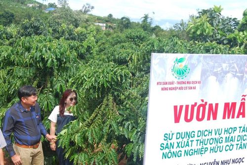 Canh tác hữu cơ theo mô hình hợp tác