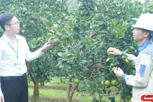 Liên kết, xây dựng thương hiệu nông sản