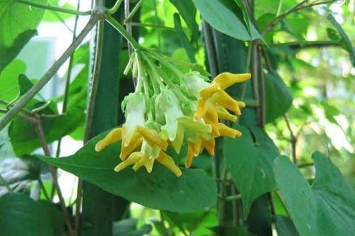 7 công dụng nổi bật của hoa thiên lý