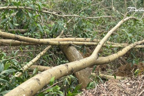 Hà Tĩnh xử lý nhanh việc 'vướng thủ tục tận thu keo gãy đổ sau bão'