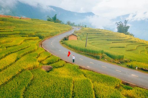 Sắc vàng gây choáng ngợp tại Sa Pa, Y Tý mùa lúa chín