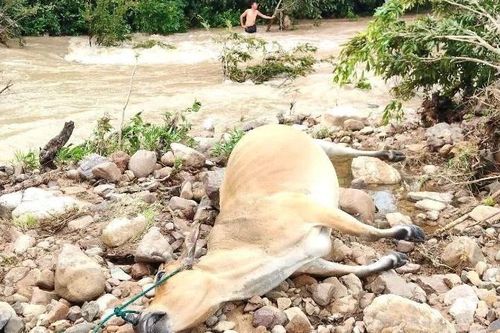 Mưa lớn khiến hàng chục con gia súc của người dân ở Đắk Lắk bị chết