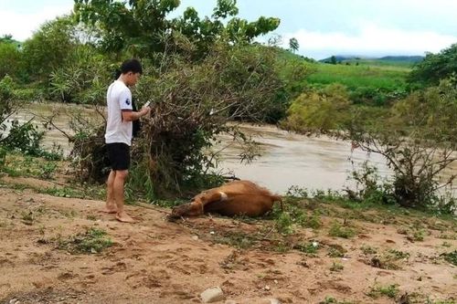 Đắk Lắk ứng phó với áp thấp nhiệt đới trên Biển Đông và mưa lớn