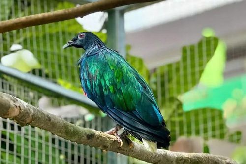 Tiếp nhận 5 con chim bồ câu Nicoba quý hiếm