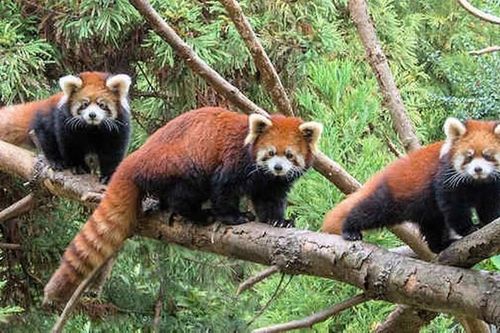 Sự thật giật mình về loài gấu trúc đỏ