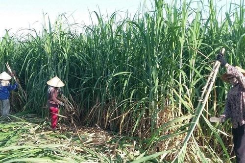 Lo đường nhập lậu lấn sân, vì sao doanh nghiệp không tự cứu mình?