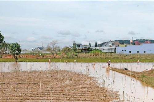Lâm Đồng: Mưa lũ gây ngập úng cục bộ tại một số địa phương