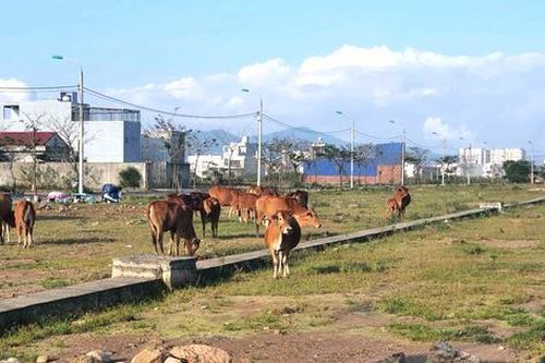 Cảnh tượng khó tin ở Đà Nẵng: Trâu bò thả rông giữa khu đô thị tiền tỷ