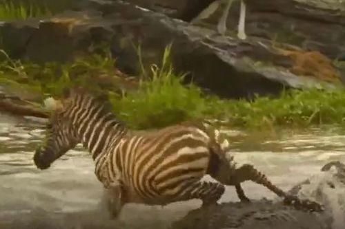 CLIP: Bị cá sấu tấn công khi đang vượt sông, ngựa vằn đạp lên lưng đối thủ để thoát thân