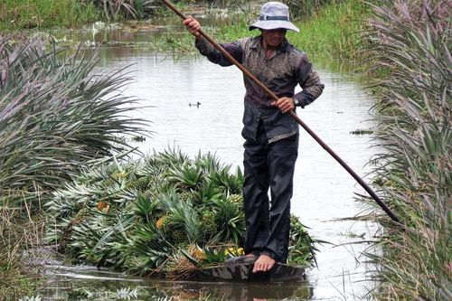 Mùa thơm mùa thảo