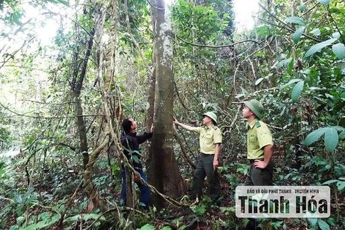Vì sao người dân chưa mặn mà với trồng rừng gỗ lớn?