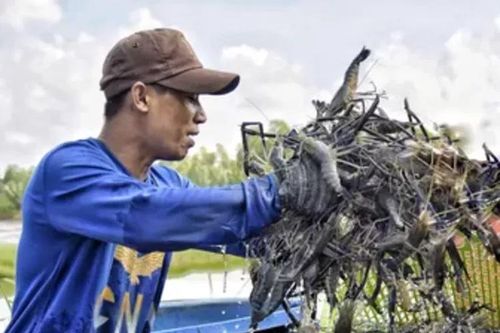 Nông dân Miệt Thứ trúng giá tôm càng xanh