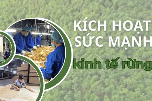 Kích hoạt sức mạnh kinh tế rừng