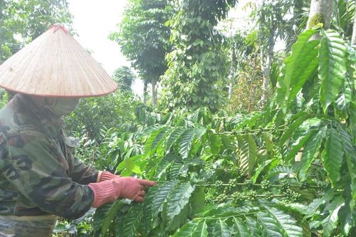 Chủ động phòng, chống sâu bệnh cho cây công nghiệp