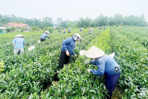 Vô Tranh nâng tầm giá trị cây chè