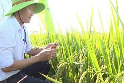 Trồng lúa hữu cơ - hướng đi bền vững