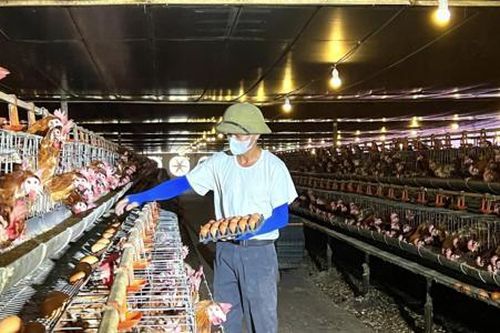 Liên kết sản xuất, HTX và nông dân Hà Tĩnh đẩy mạnh phát triển chăn nuôi gà theo hướng an toàn