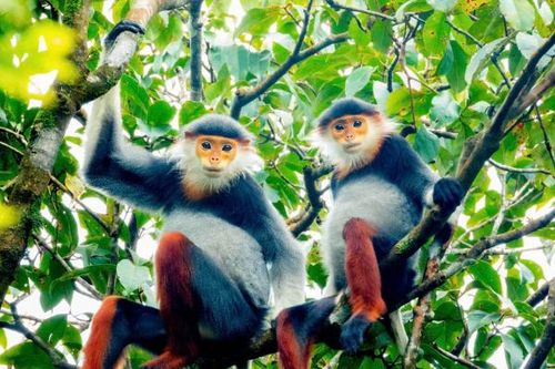 'Săn' ảnh động vật hoang dã trên dãy Trường Sơn