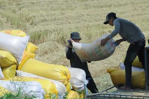 Philippines ngưng nhập gạo, Bộ Công Thương đề nghị DN mua lúa cho dân