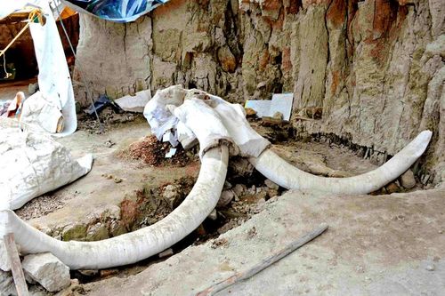 Bẫy voi ma mút 15.000 năm tuổi hé lộ bí mật rùng rợn