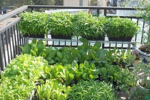 Những loại rau trồng ban công trong tháng 9 'lớn nhanh như thổi'