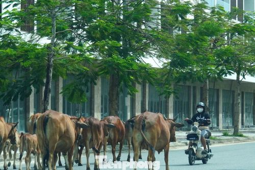 Trâu bò thả rông giữa khu dân cư, Đà Nẵng gia hạn chót xử lý