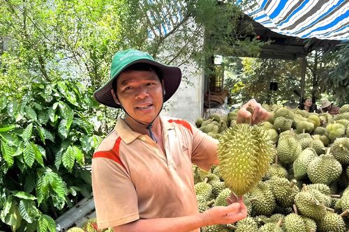 'Con đường sầu riêng' nhộn nhịp suốt ngày đêm, nông dân lãi tiền tỷ
