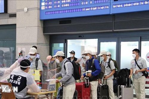 Tư vấn pháp luật cho lao động Việt Nam tại Hàn Quốc