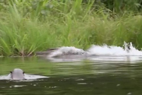 CLIP: Xâm nhập lãnh địa đàn rái cá khổng lồ, cá sấu Caiman bỏ chạy thục mạng chỉ sau ít phút